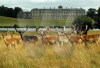 Petworth House and Park, West Sussex.